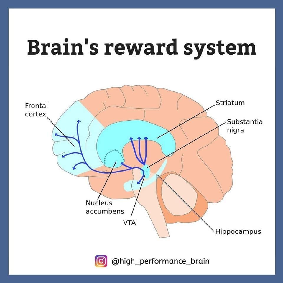 Conceptual illustration of the brain’s reward system showing dopamine pathways involved in motivation.